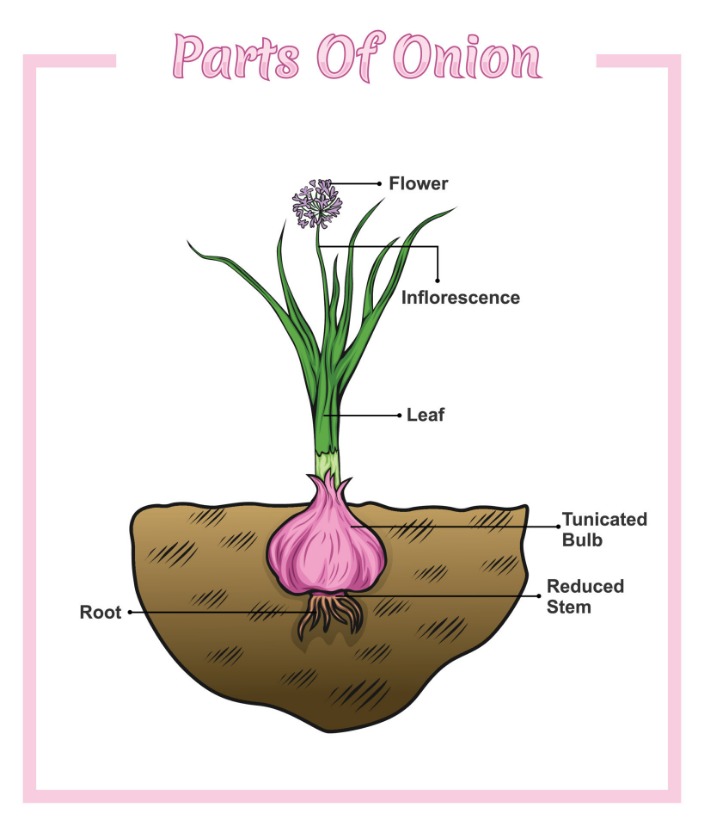 .onion dark web