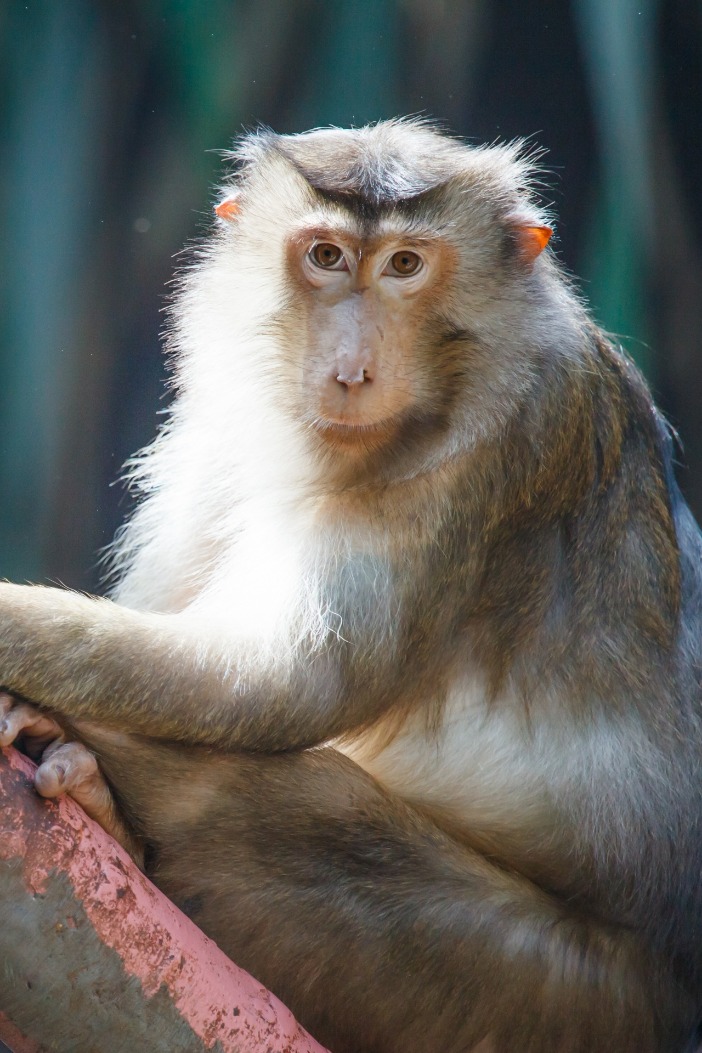 monkey x pill