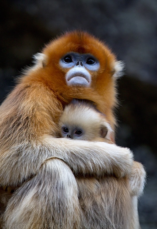 monkey x pill