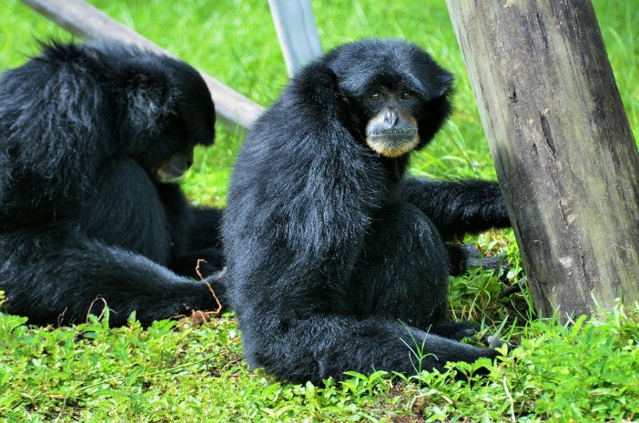 monkey x pill