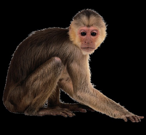 monkey x pill