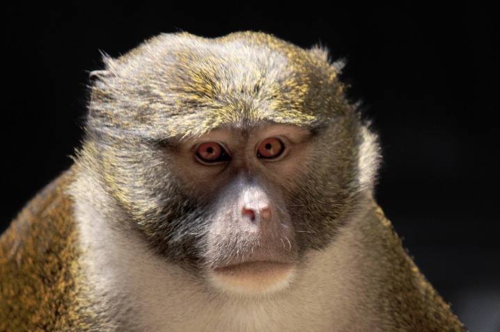 monkey x pill