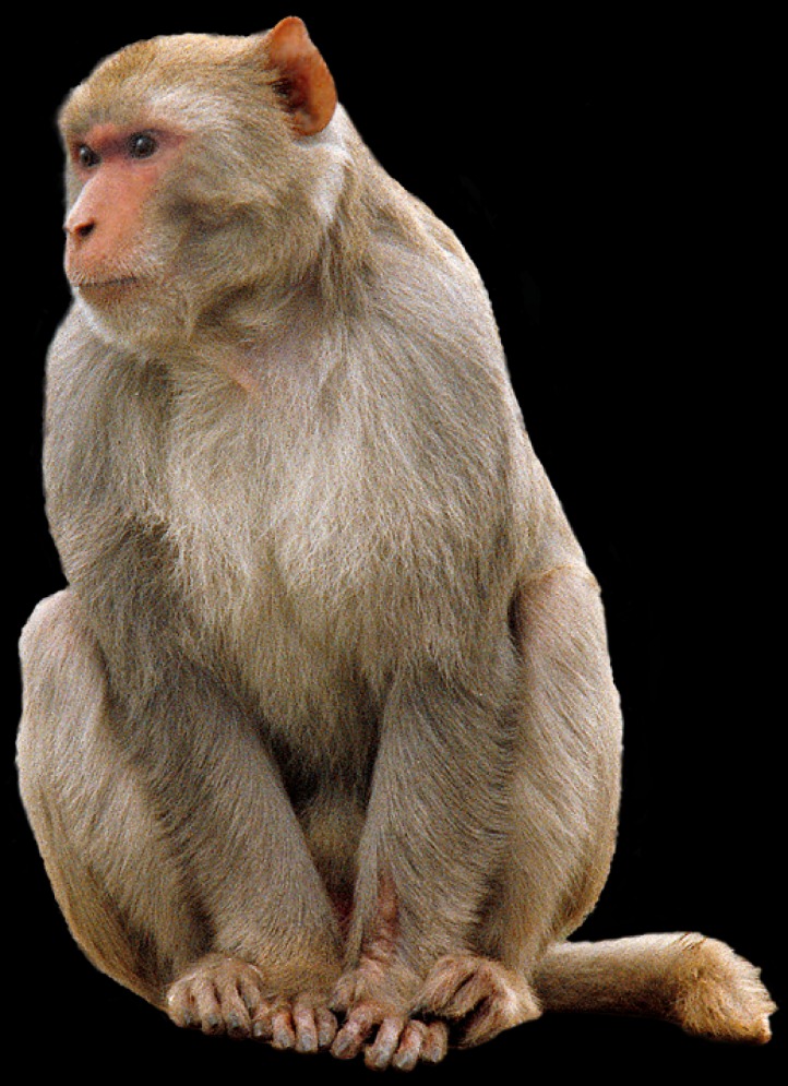 monkey x pill