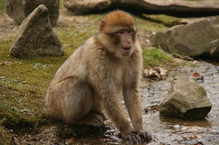 monkey xtc pill