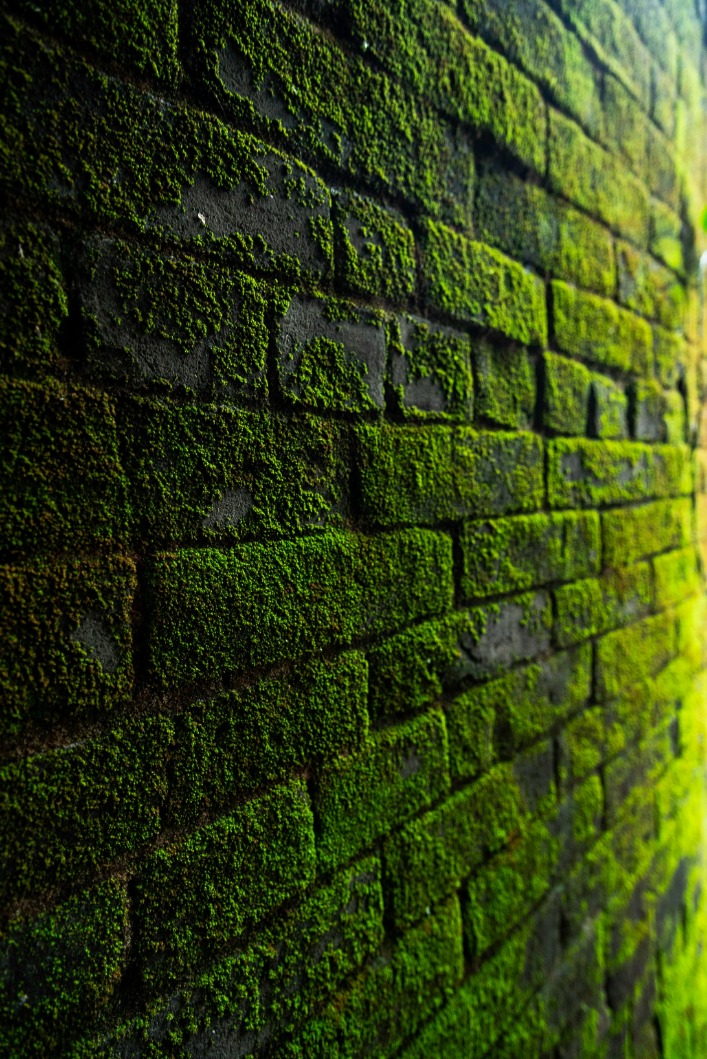 is wall street market darknet down