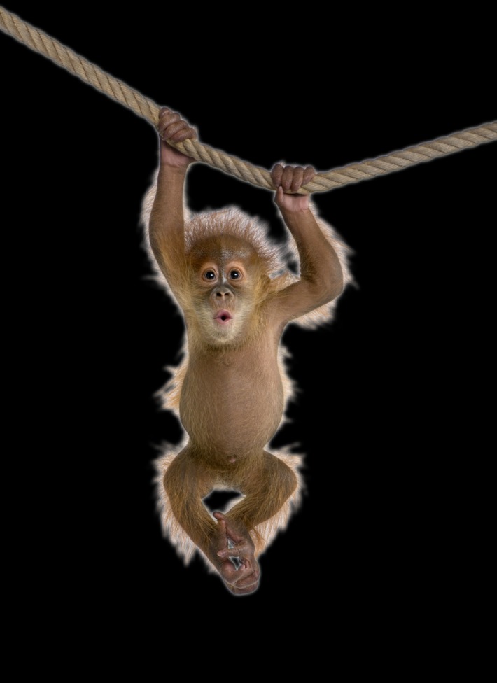 monkey xtc pill