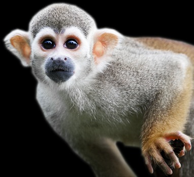 monkey xtc pill