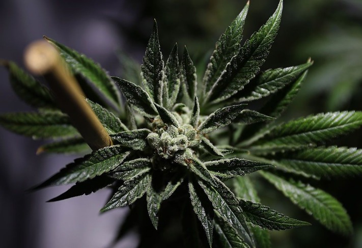 how much are drugs on the dark web