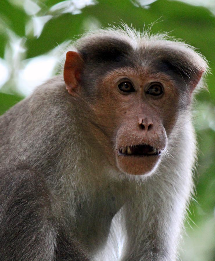 monkey xtc pill
